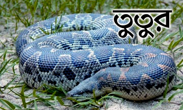 snake