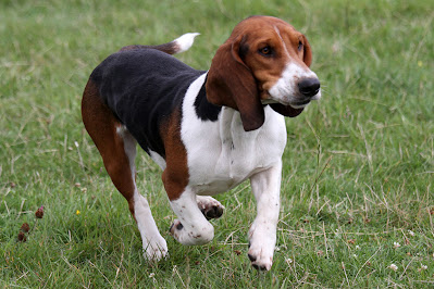 Artois Hound