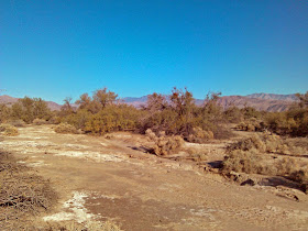 Mesquite Bosque, Borrego Srpings, California