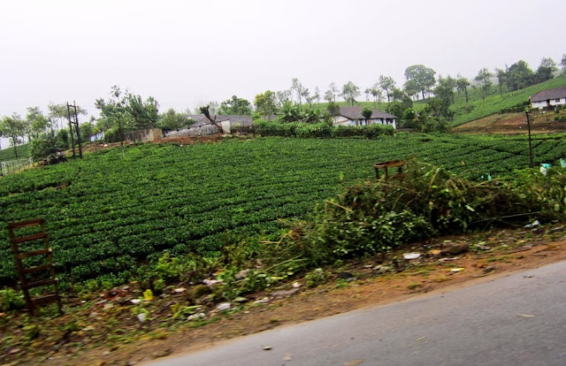 tea estate in Kerala India