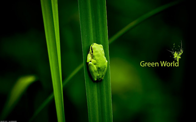 Green Wallpaper