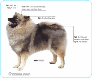 keeshond puppy pets dog animal deutscher wolfsspitz