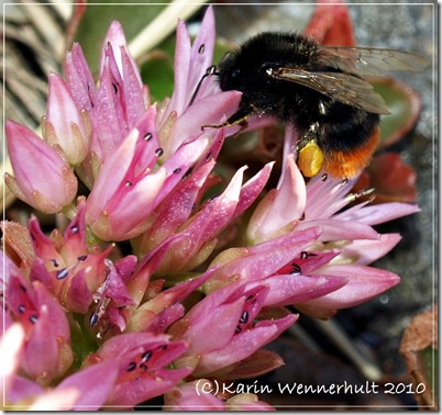 Humlaistrandblomma