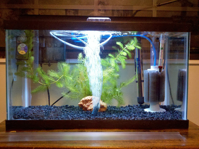 10 Gallon Aquarium Fishless Cycle