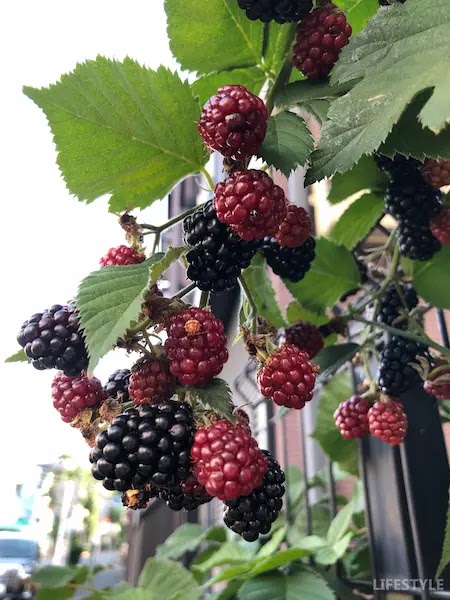 List of 12 foods recommended in autumn