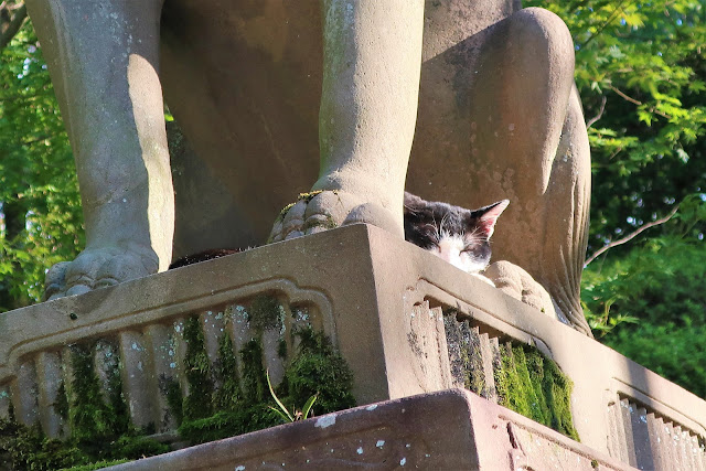 京都伏見稲荷大社 千本鳥居 猫