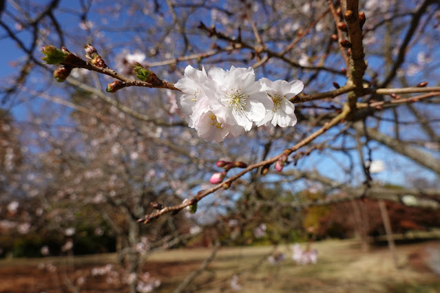 鳥取県西伯郡南部町鶴田 とっとり花回廊 桜の広場 ジュウガツザクラ（十月桜）