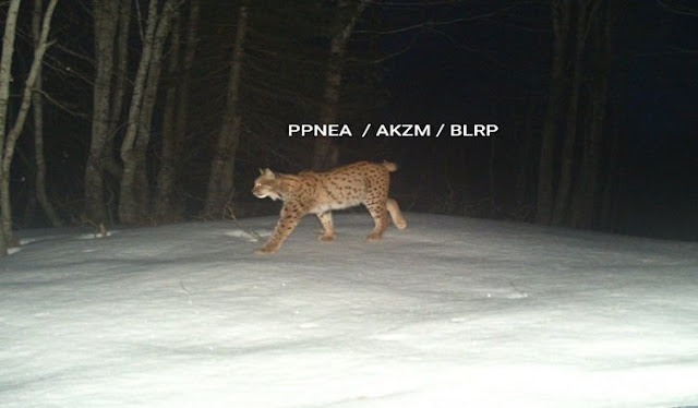 Wild animals filmed by trap cameras on Mount Munella in Albania, from the Balkan lynx to wolves