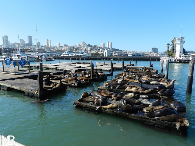 leoni marini pier 39 san francisco california