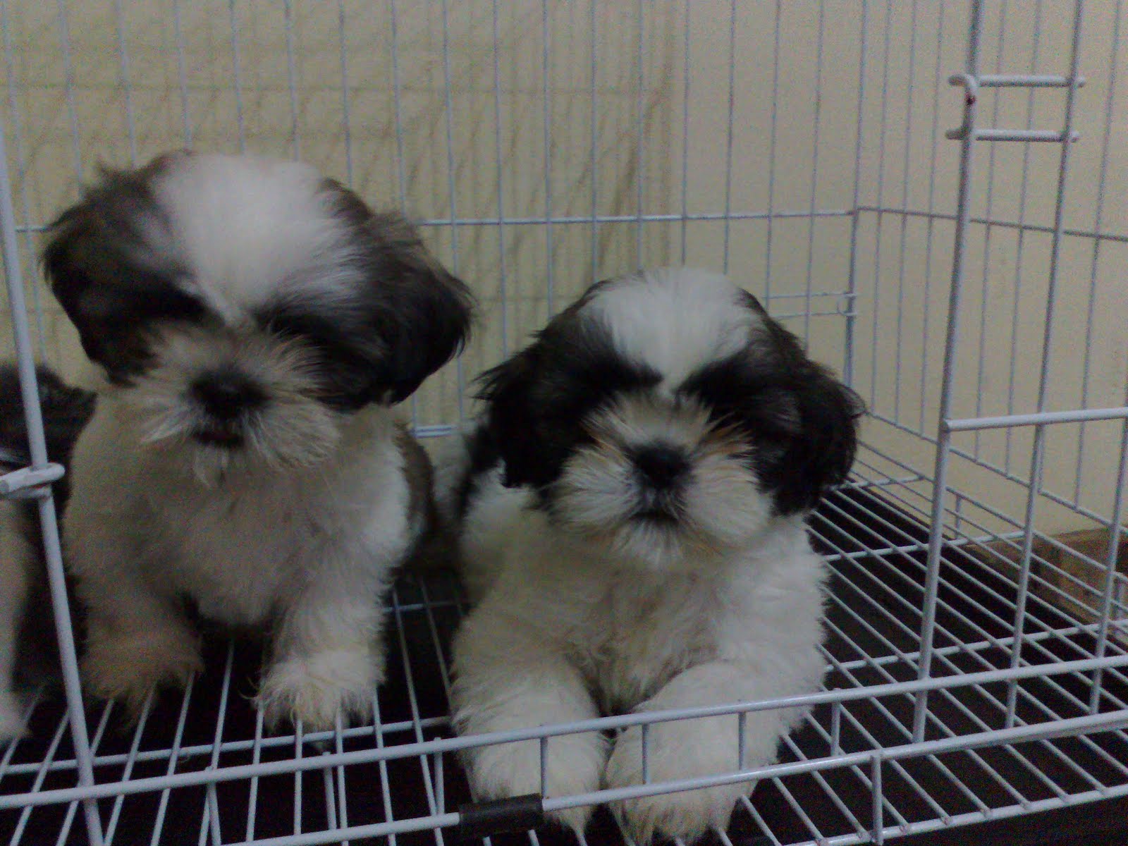 Lovelypuppy May Promotion Shih Tzu Puppy Rm499 Only