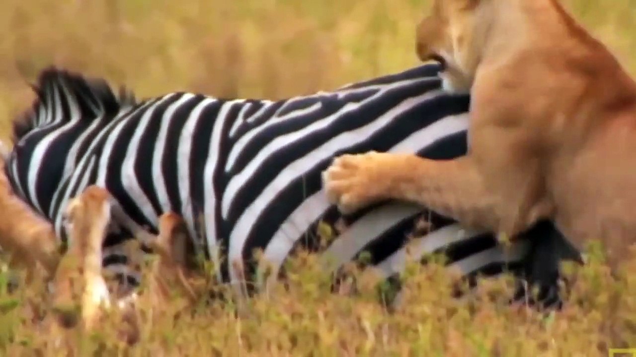 Zebra vs leoa
