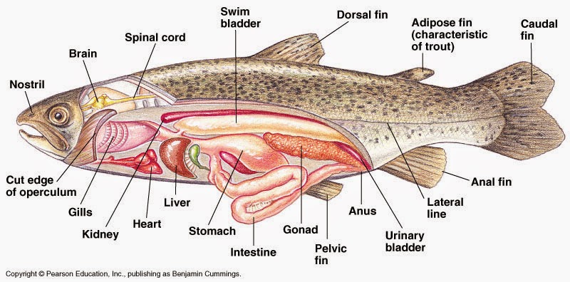 Gambar Ikan  Betok Animasi  Korea Meme Lucu Emo Bergerak