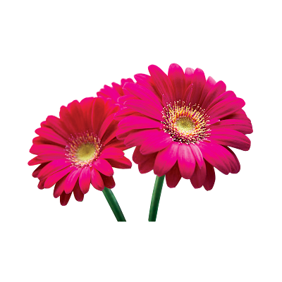 flower-png-images-download-pics-free-picture-download