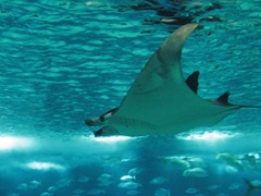 oceanarium Lizbona