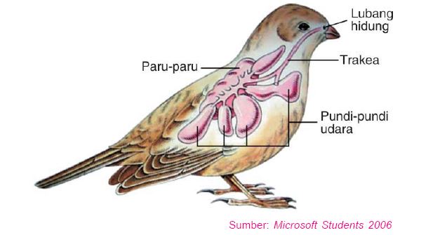 Zona Belajar Alat  Pernapasan  pada Hewan 