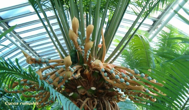 Cycas rumphii