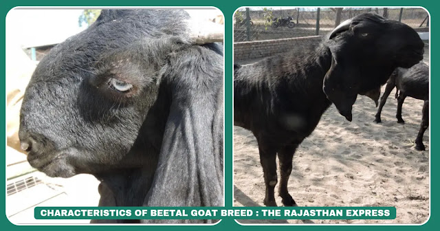 beetal ,beetal goat, beetal goat price ,beetal goat farming ,beetal goat milk per day ,beetal goat price per kg, original beetal goat ,beetal goat origin, beetal female goat price, beetal financial nhai bonds ,beetal financial services,beetal goat feed ,beetal goat food ,beetal goat milk ,beetal goat for sale ,beetal goat milk price