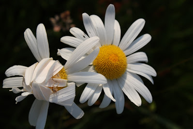 Margriet - Wylde Margryt - Leucanthemum vulgare