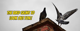 The bird signs to look out for