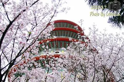 台灣賞櫻花景點-秘境資訊