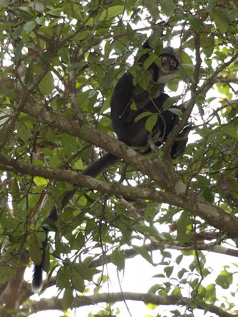 Raffles' Banded Langur - Presbytis femoralis