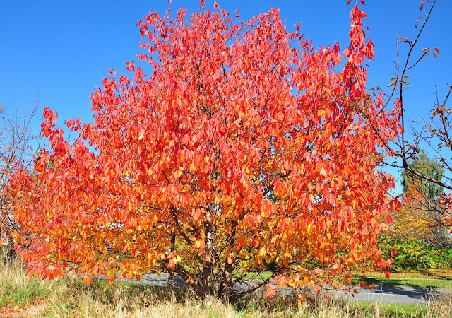 autumn tree red