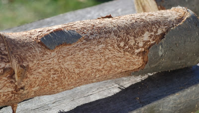 Cherry branch, with mouse tooth marks