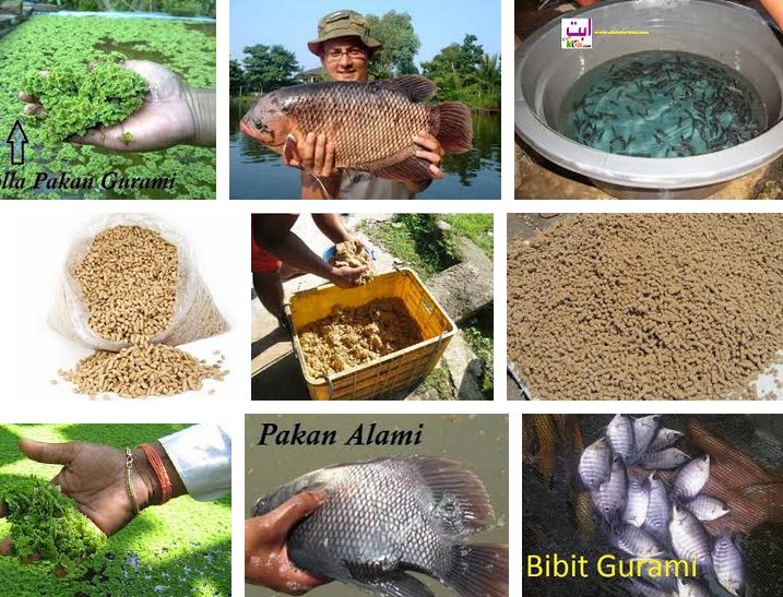 Agar Cepat Besar, Fermentasi, Takaran