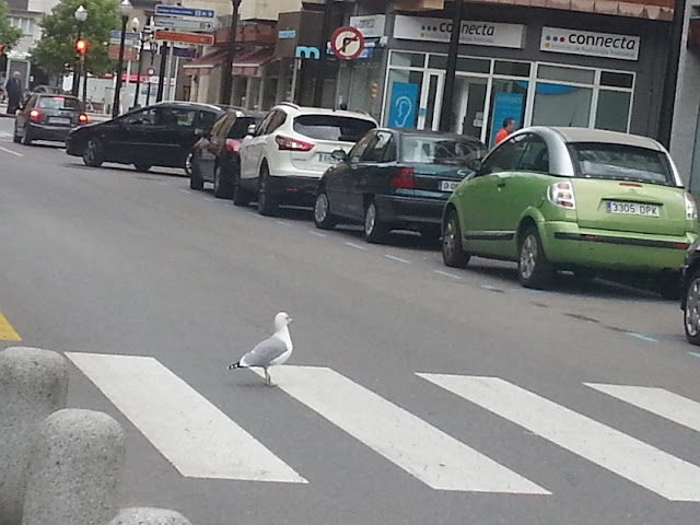 gaviota-paso-cebra