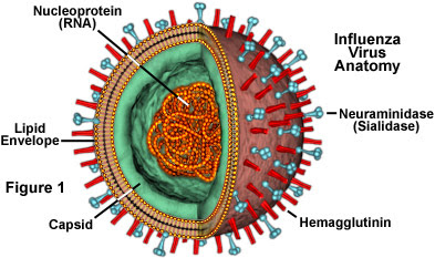 Pengertian Virus