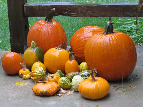 pumpkins in the rain