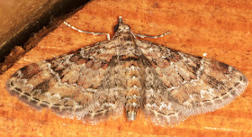 Double-striped Pug, Gymnoscelis rufifasciata.  Luxford Lane, Crowborough, 2 August 2017.