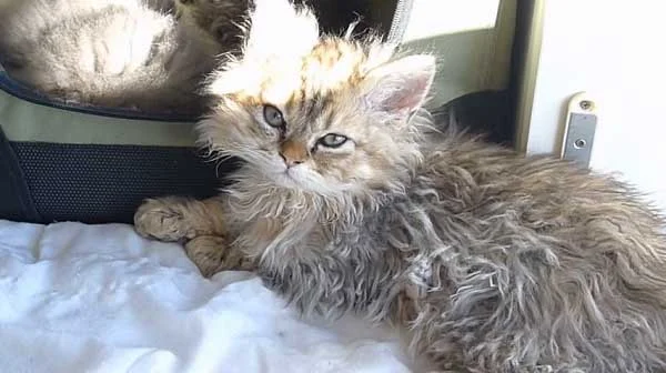 selkirk rex kitten