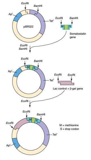 Clonage et ADN recombinant | Bioeduc