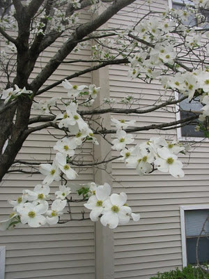 Sope Creek Apartments, Marietta, Georgia, Atlanta, dogwood, flowers, blooms, blossoms, spring,