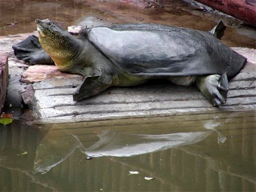 Yangtze Soft-Shell Turtles are