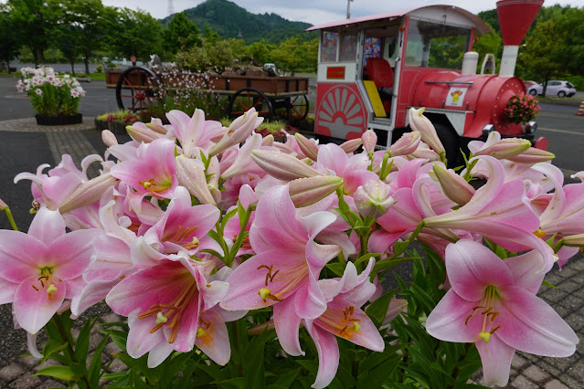 鳥取県西伯郡南部町鶴田 とっとり花回廊