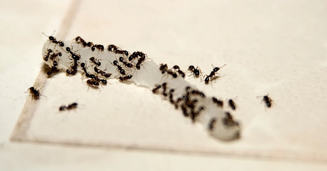 prevent-ants-on-ceiling