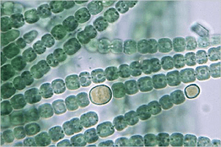 Alga Hijau-Biru (Cyanobacteria)