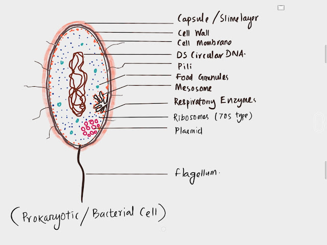 Prokaryotic-cell-Ultrastructure