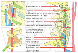 Anatomía cervical