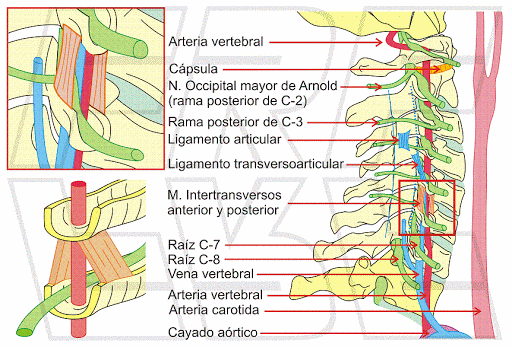 Anatomía del raquis cervical