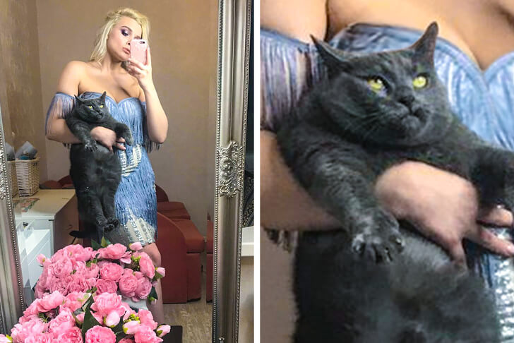 19 Hilarious Pictures Of Cats Being Cats