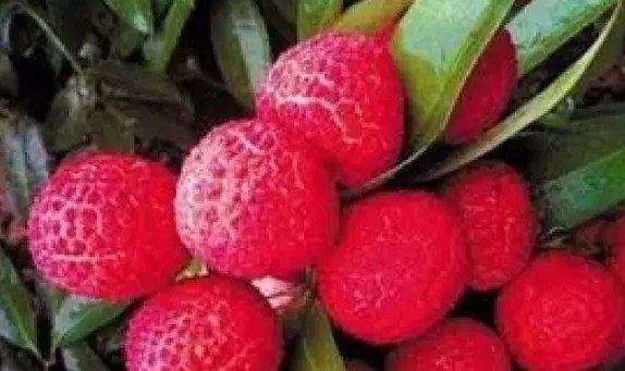Unexpected Benefits of Lychees