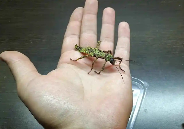 Can you touch a stick bug?