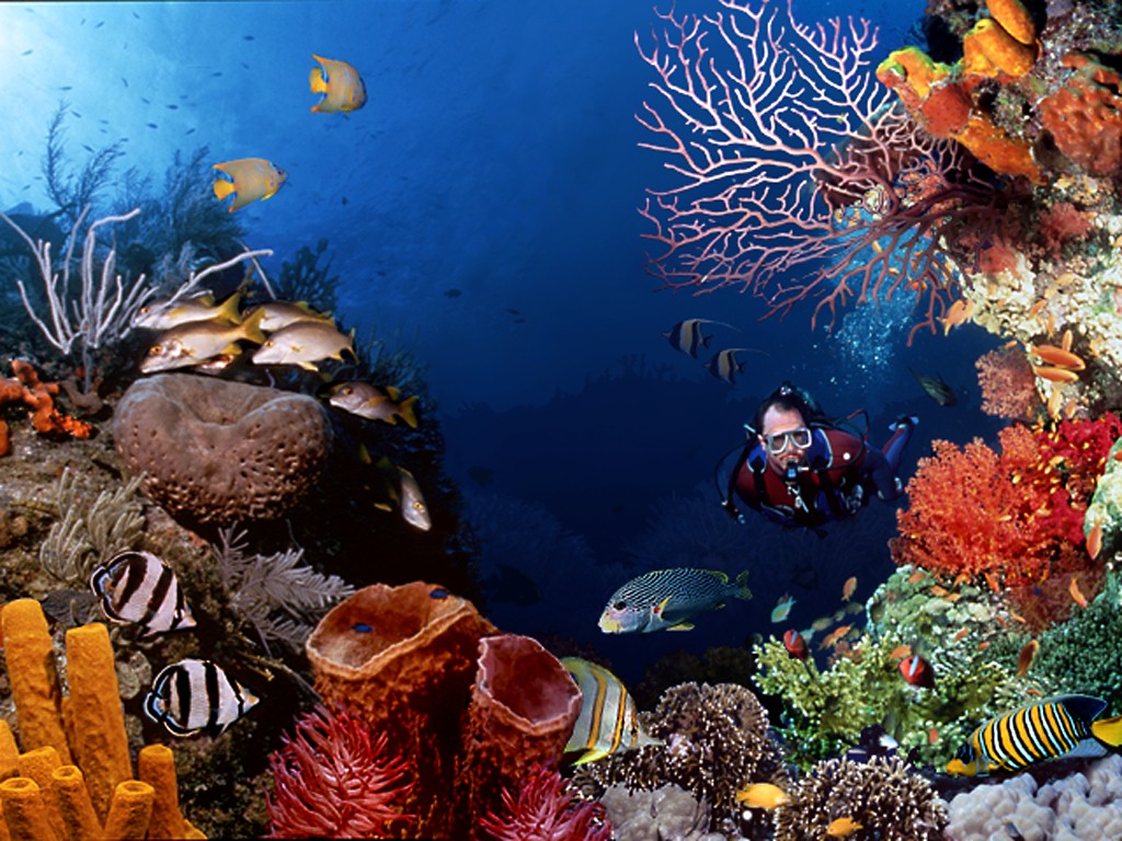 Wallpaper pemandangan bawah laut 1000 Fakta Unik dan Menarik