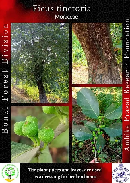 Ficus tinctoria