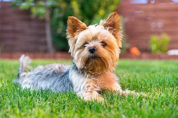 Yorkshire Teriyeri Köpek Irkı