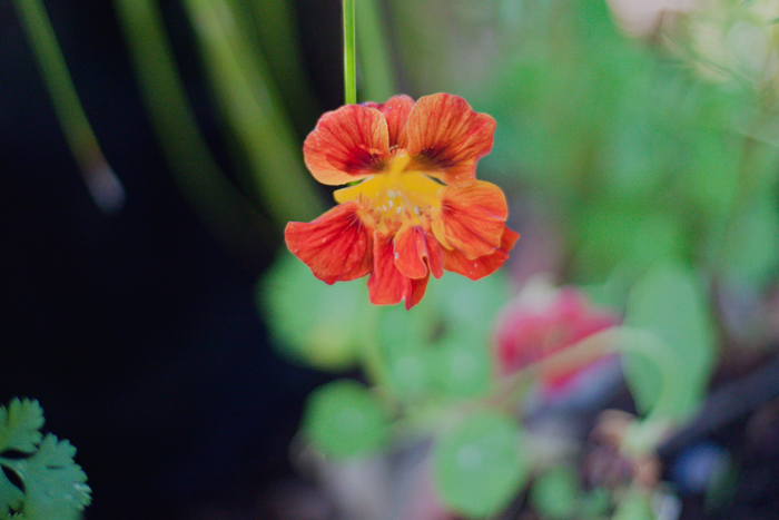 nasturtium flower