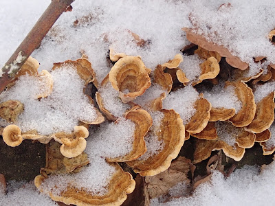 Puszcza Niepołomicka zimą, koniec ferii zimowych 2019, grzyby 2019, grzyby zimą, grzyby pod śniegiem